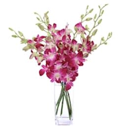 Send 10 Pcs. Pink Color Dendrobium Orchids to Bangladesh