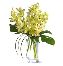 Delivery 10 Pcs. White Color Orchid in Vase to Bangladesh