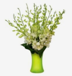 Send 10 Pcs. White Dendrobium Orchids to Bangladesh